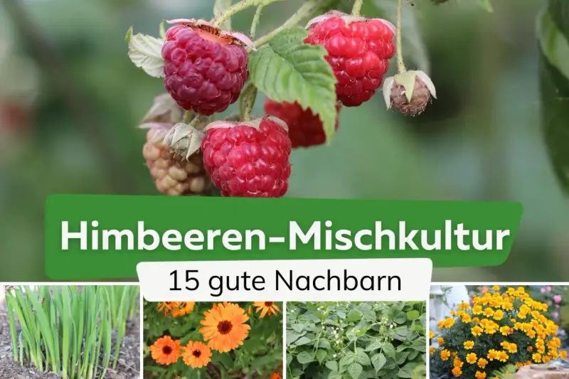 Himbeeren-Mischkultur: Was passt zu Himbeeren? Grüne Zwiebeln, Ringelblumen, Bohnen und gelbe Blumen sind gute Nachbarn.